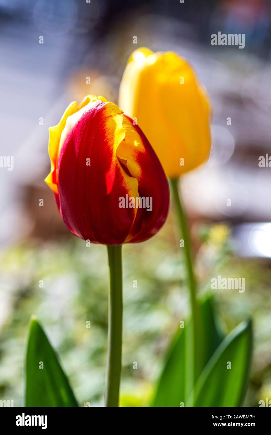 Red-yellow tulip flowers close up on a blurred background Stock Photo