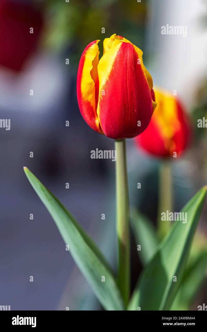 Red-yellow flowers tulips close-up on a blurred background Stock Photo
