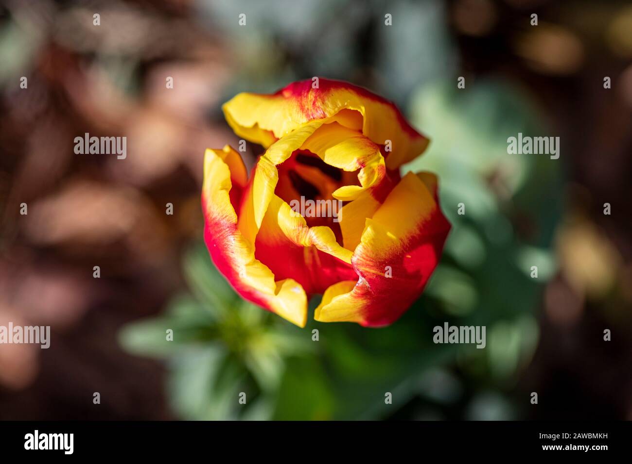 Top view of red-yellow tulip flower close-up on a blurred background Stock Photo