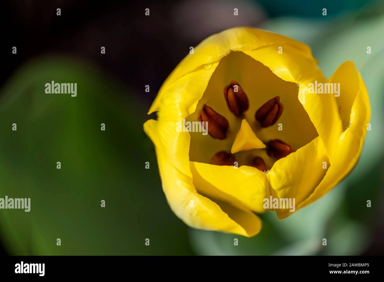 Top view of yellow tulip flower close up on a blurred background Stock Photo