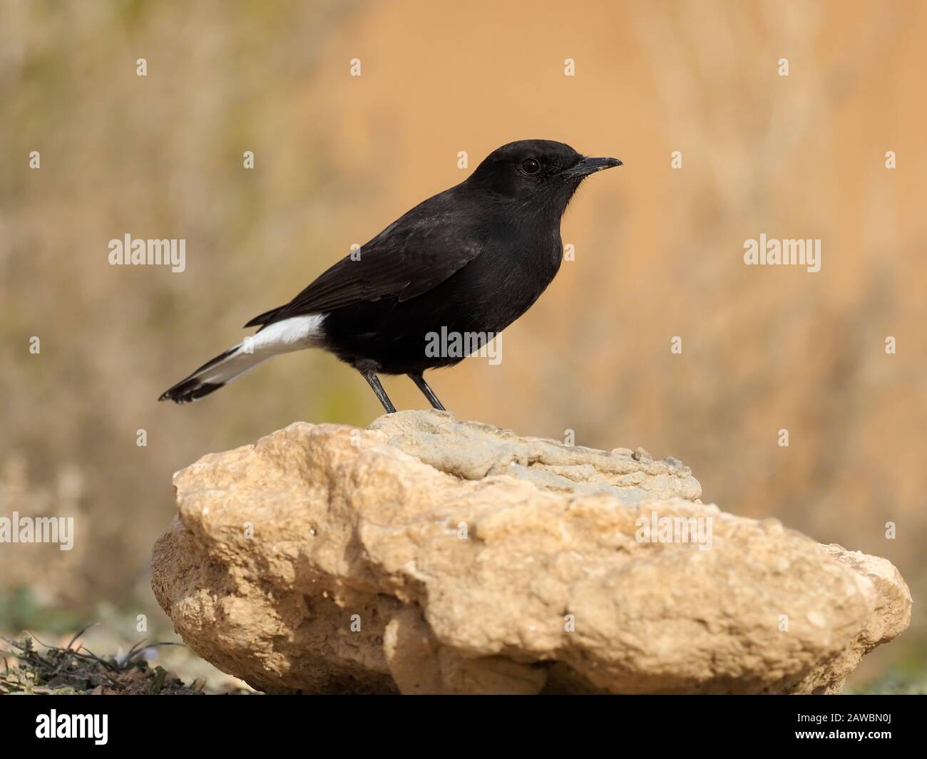 Black wheatear, Oenanthe leucura,  single bird on rock, Spain, January 2020 Stock Photo