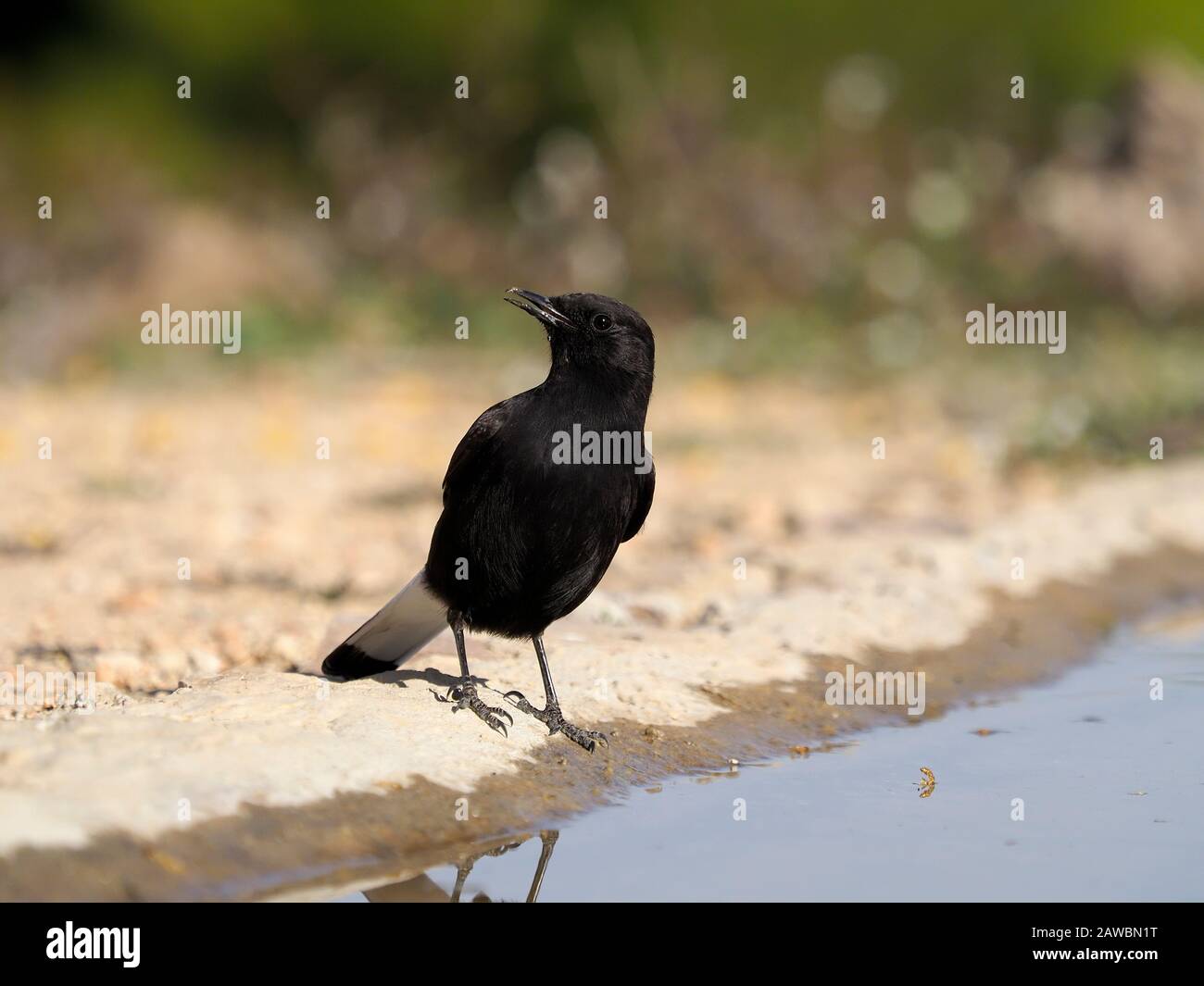 Black wheatear, Oenanthe leucura,  single bird by water, Spain, January 2020 Stock Photo