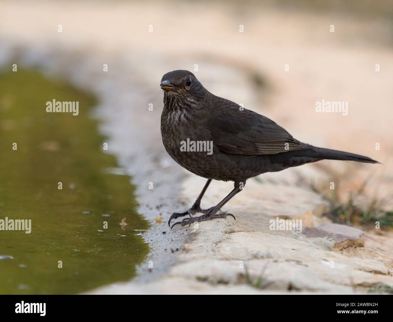 Blackbird, Turdus merula, single bird by water, Spain, January 2020 Stock Photo