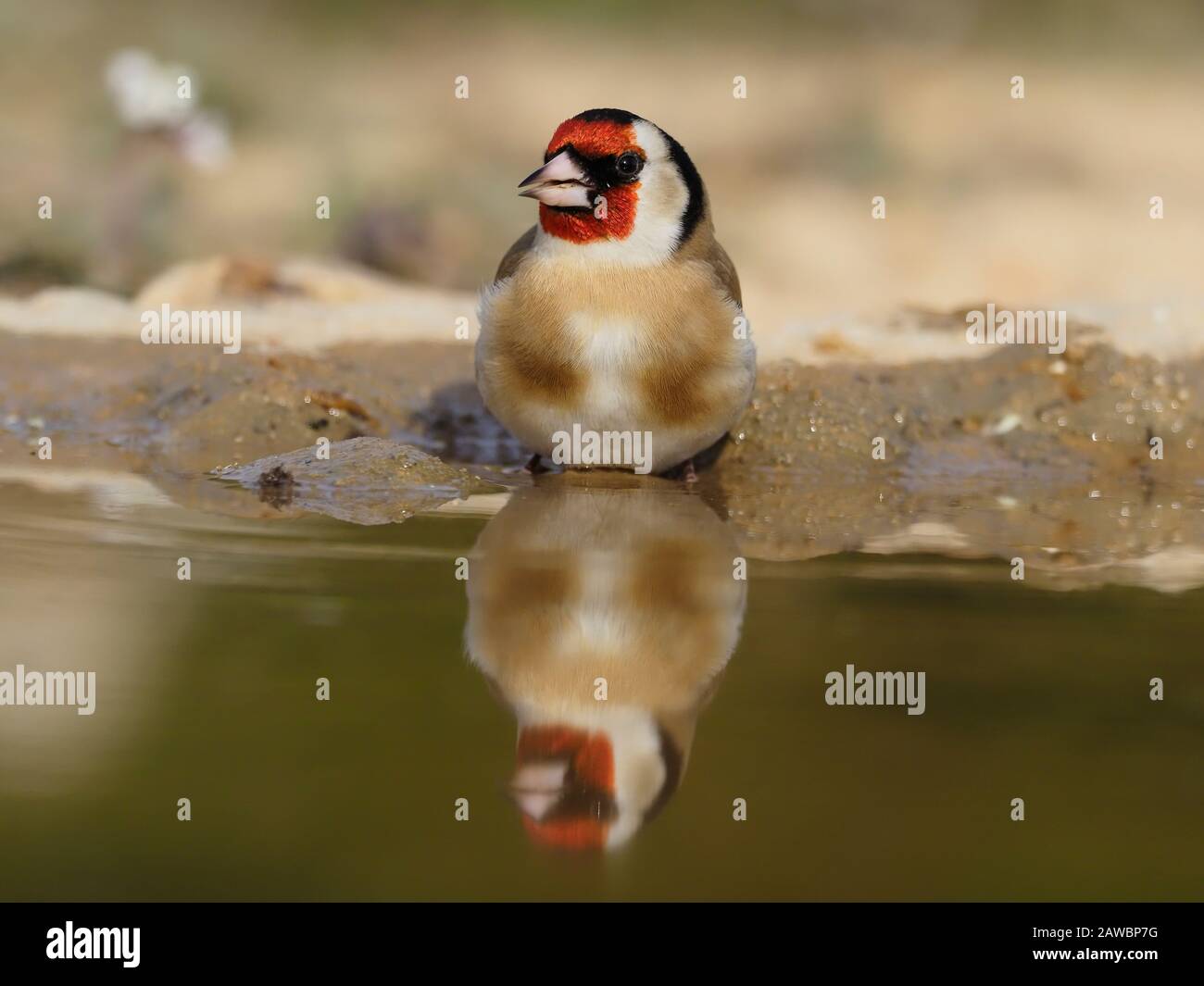 Goldfinch, Carduelis carduelis,  single bird by water, Spain, January 2020 Stock Photo