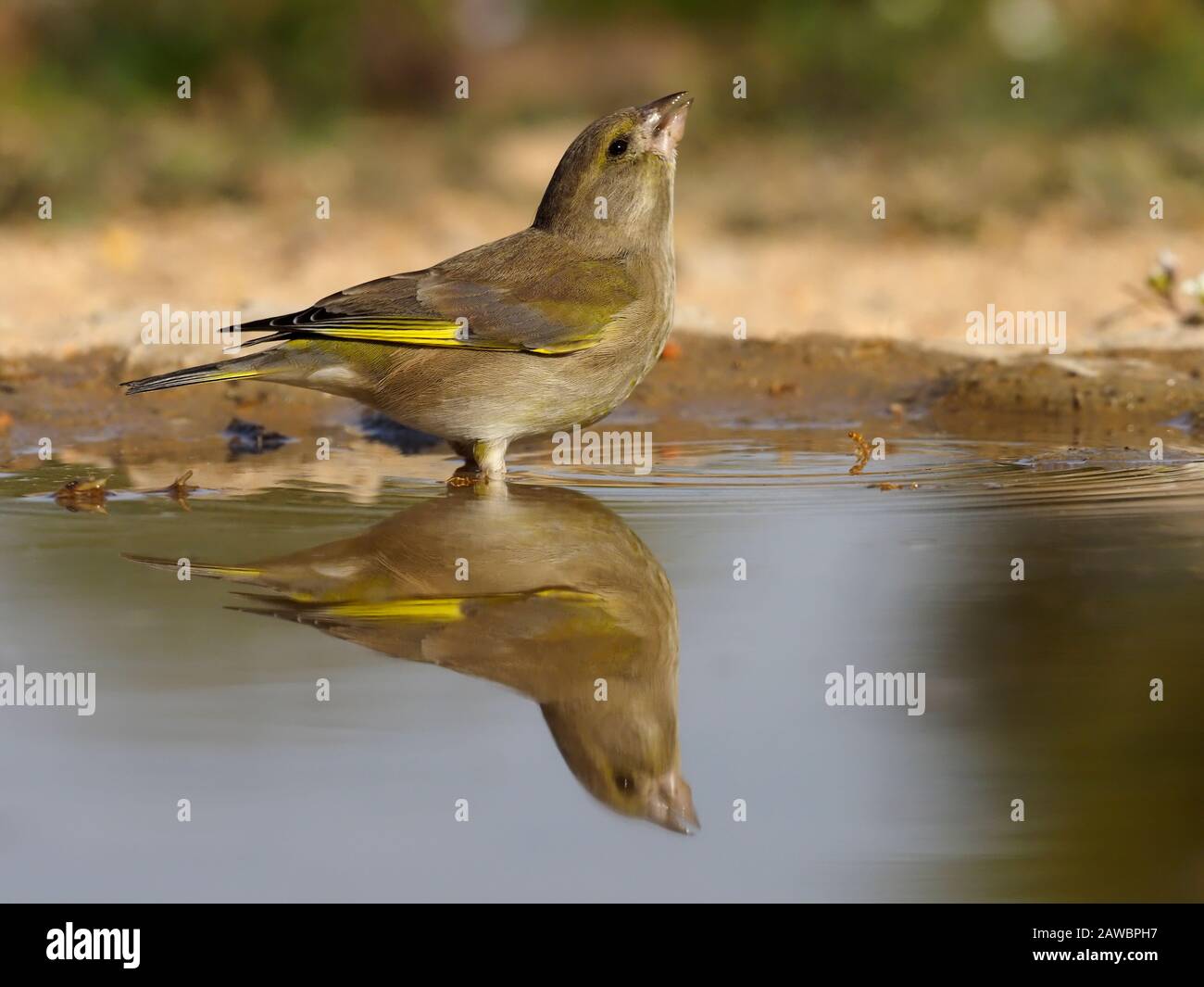 Greenfinch, Carduelis chloris,  single bird by water, Spain, January 2020 Stock Photo