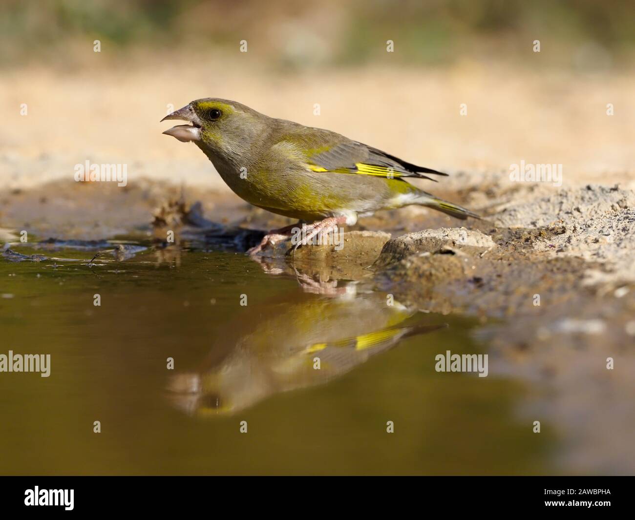 Greenfinch, Carduelis chloris,  single bird by water, Spain, January 2020 Stock Photo