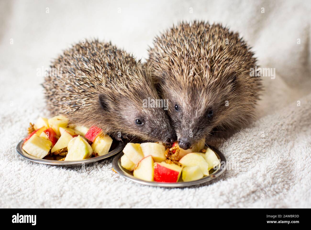 Two rescued hedgehogs eating apple pieces at a sanctuary in Bromsgrove, UK Stock Photo