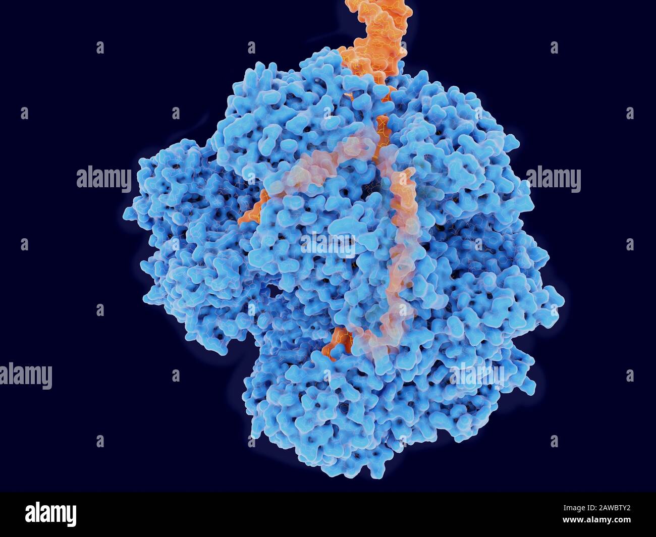 Enzyme complex hires stock photography and images Alamy