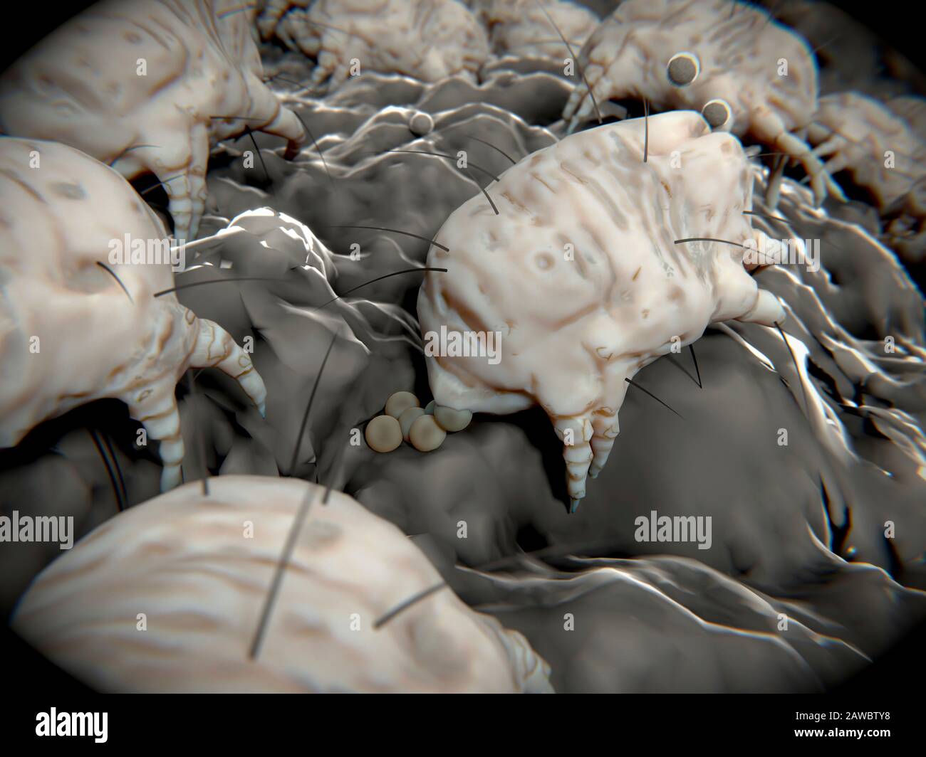 Dust mite laying eggs, illustration Stock Photo