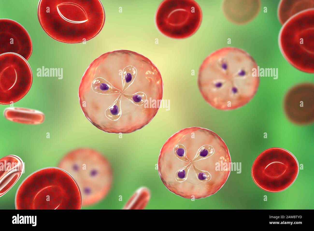 Babesia parasites inside red blood cell, illustration Stock Photo - Alamy