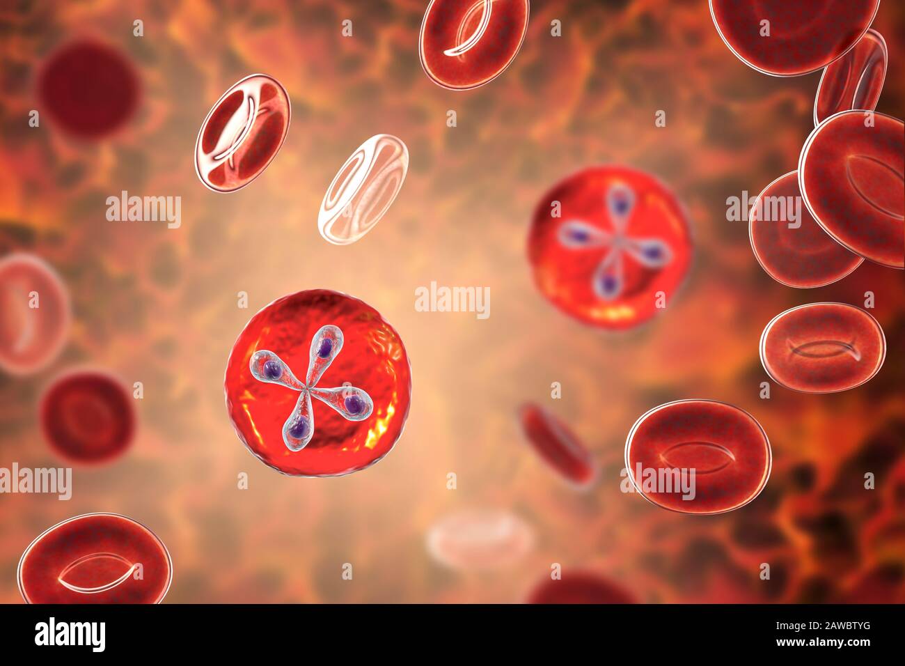 Babesia parasites inside red blood cell, illustration Stock Photo - Alamy