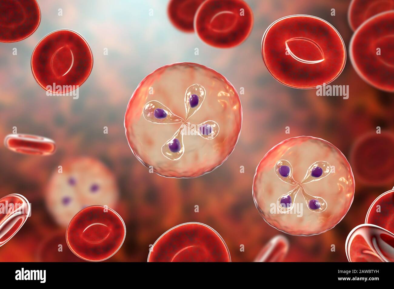 Babesia parasites inside red blood cell, illustration Stock Photo