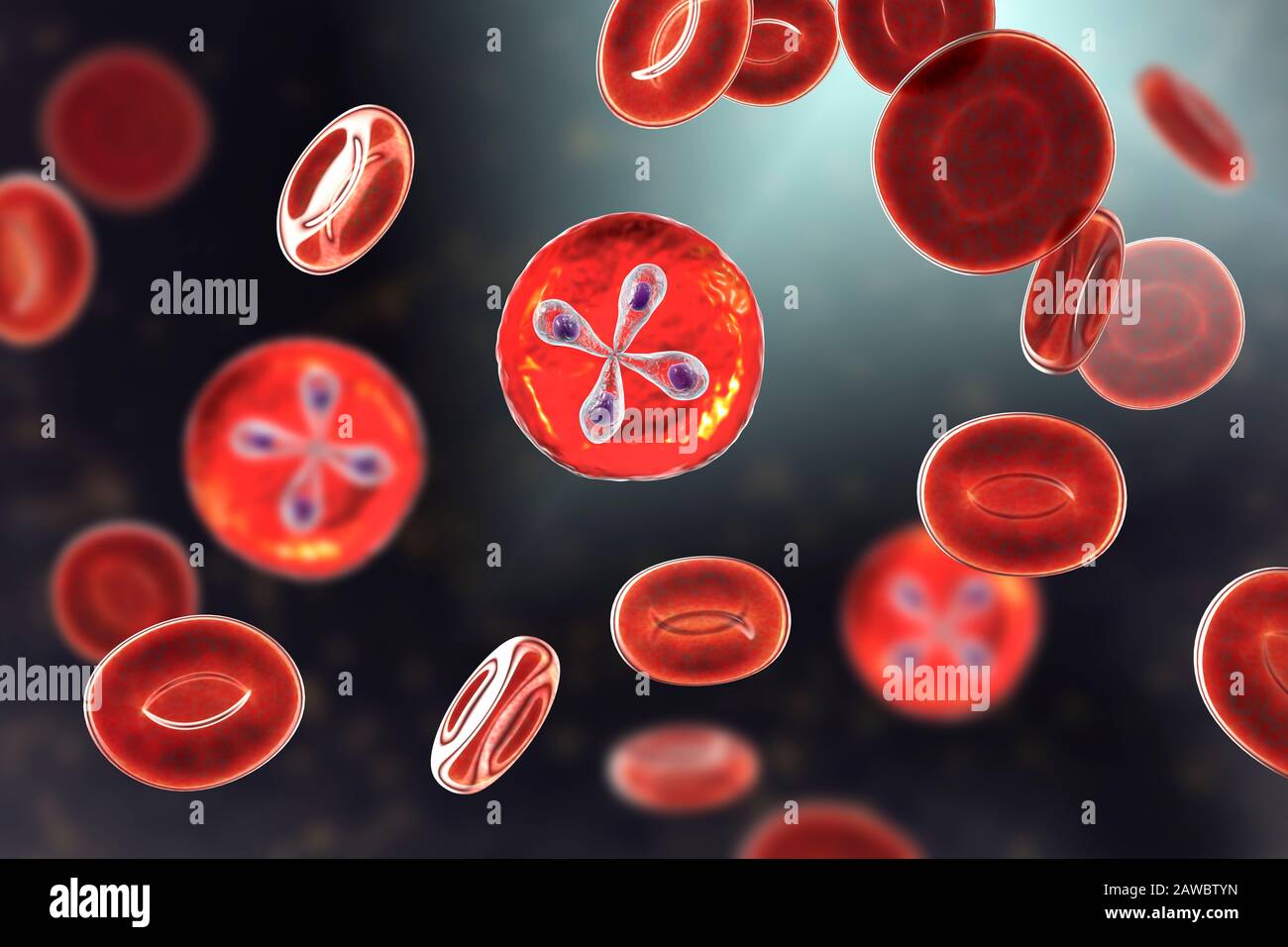 Babesia parasites inside red blood cell, illustration Stock Photo - Alamy