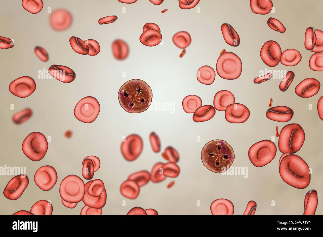 Babesia parasites inside red blood cell, illustration Stock Photo - Alamy