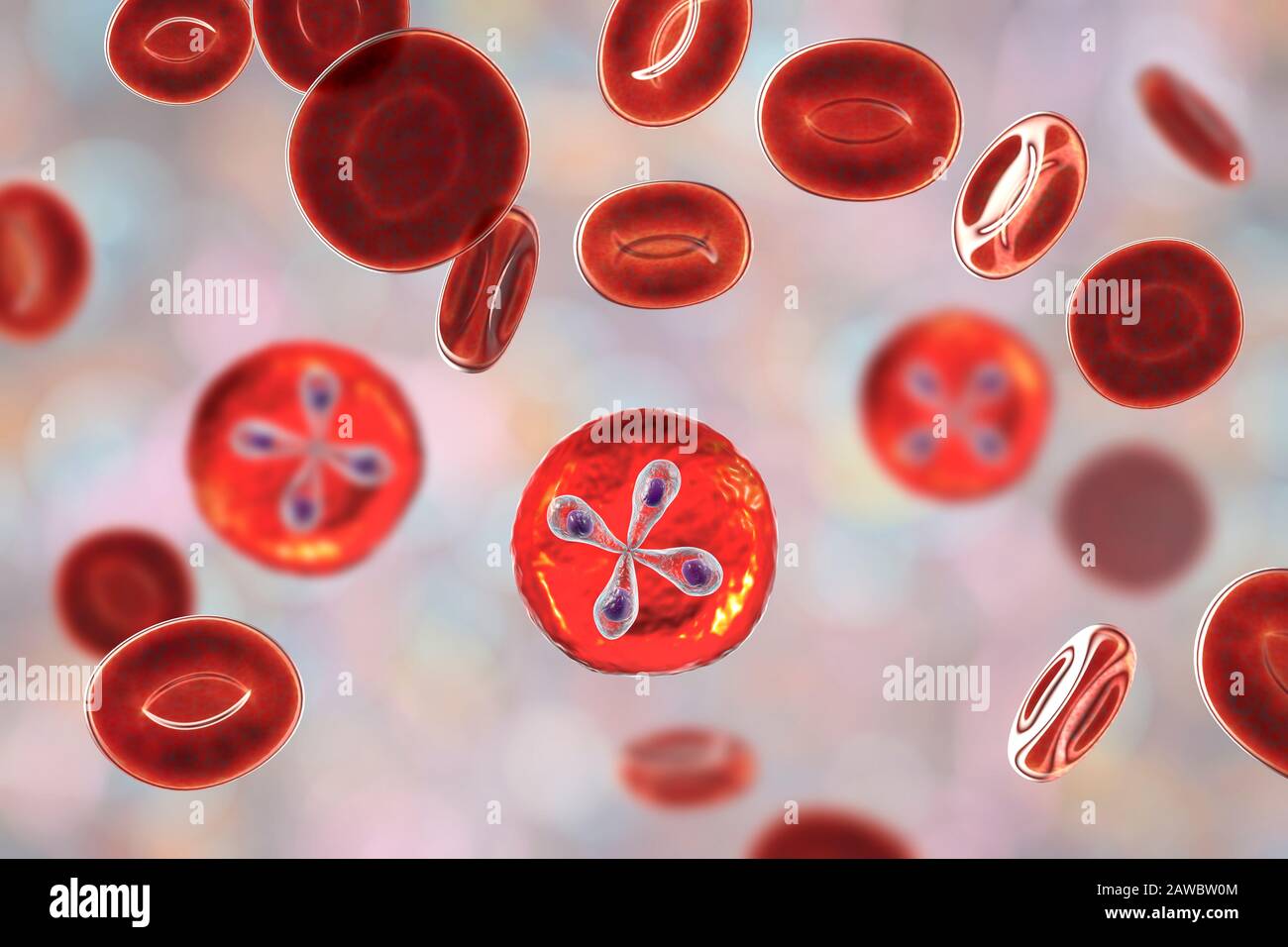 Babesia parasites inside red blood cell, illustration Stock Photo - Alamy