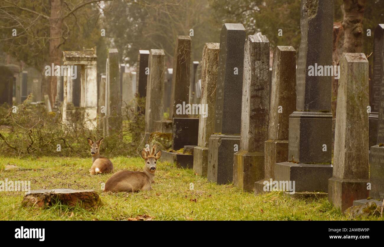 cemetery Stock Photo