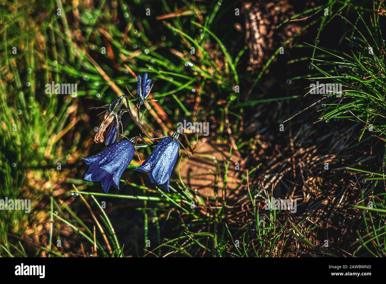 Mountain bluebell in the morning dew Stock Photo