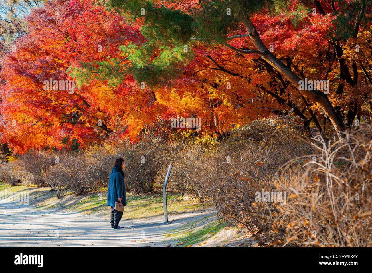 Visitors enjoying the scenery in Seoul's Changdeokgung Palace in autumn Stock Photo