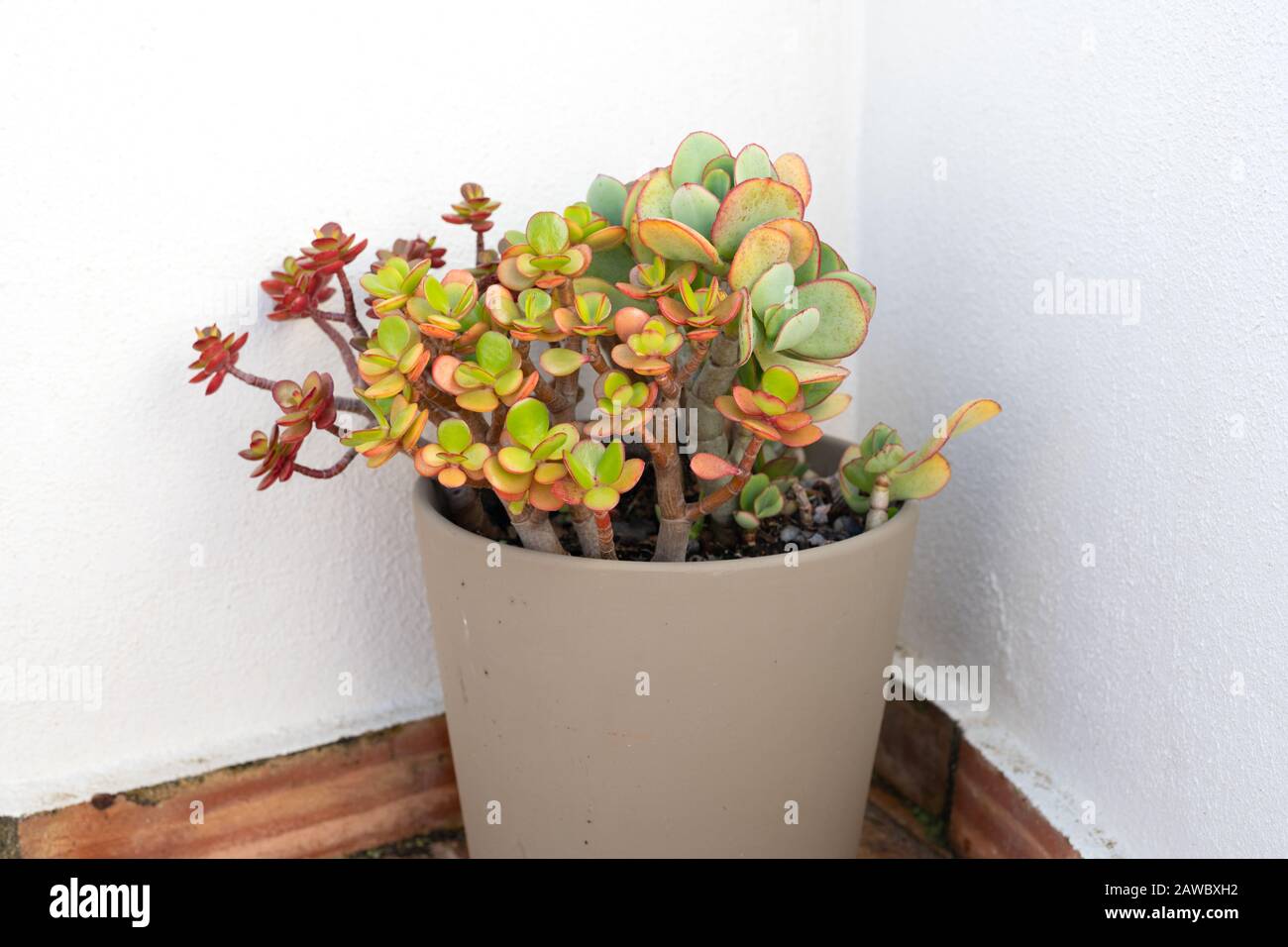 Elephant bush plant in a patio container pot Stock Photo Alamy