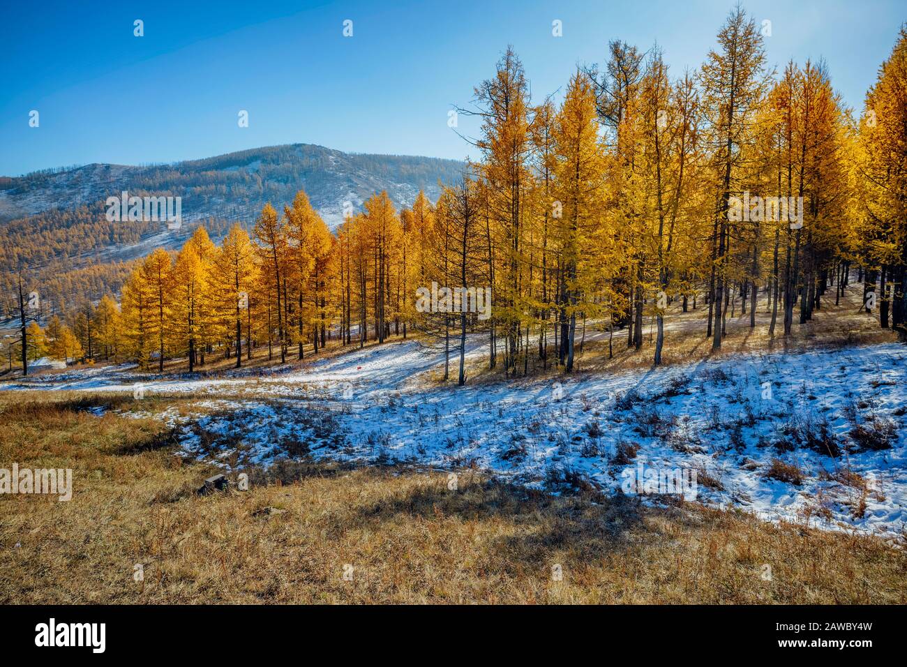 Larch autumn leaves hi-res stock photography and images - Alamy