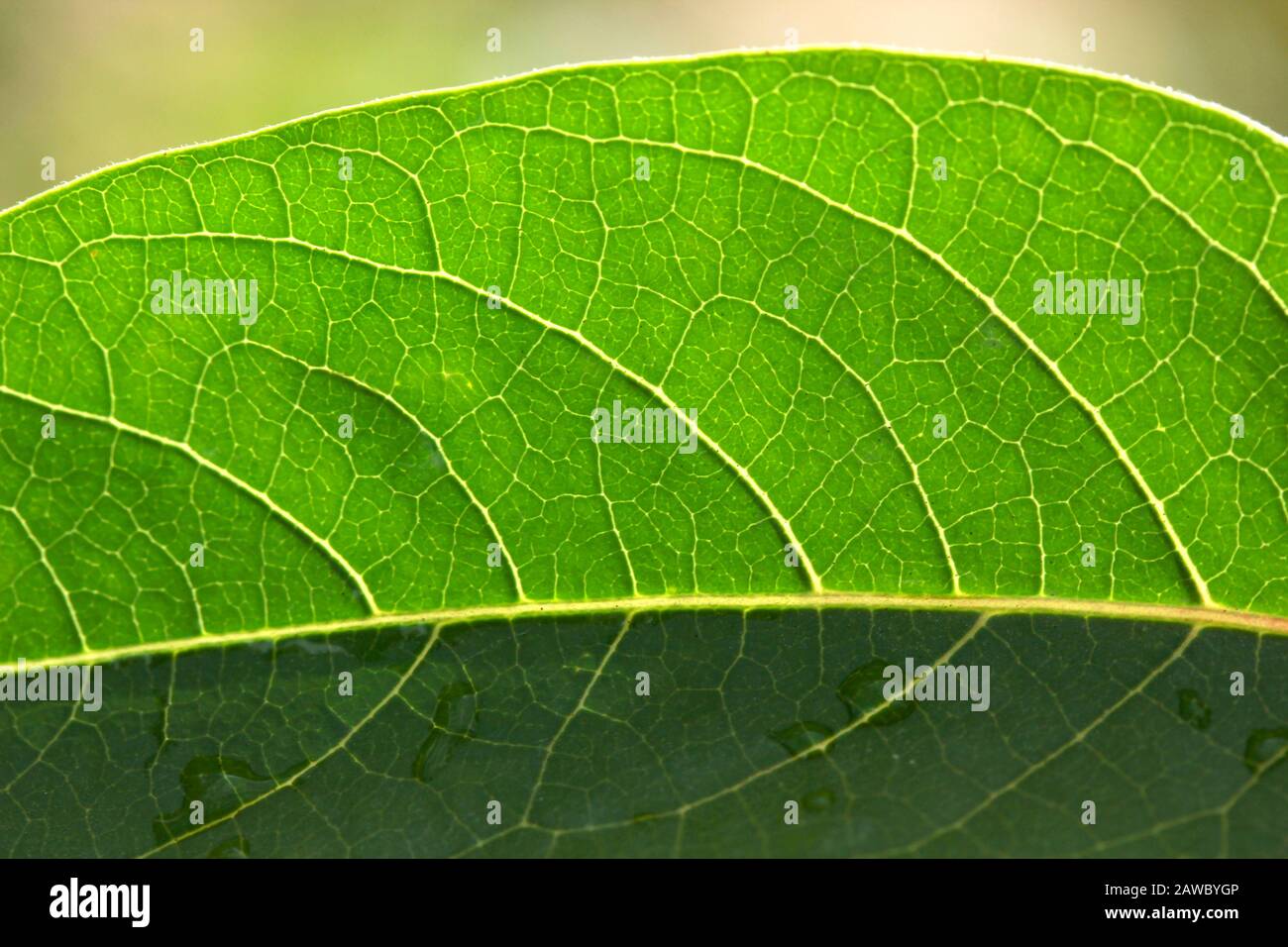 green leaf veins - nature background Stock Photo - Alamy