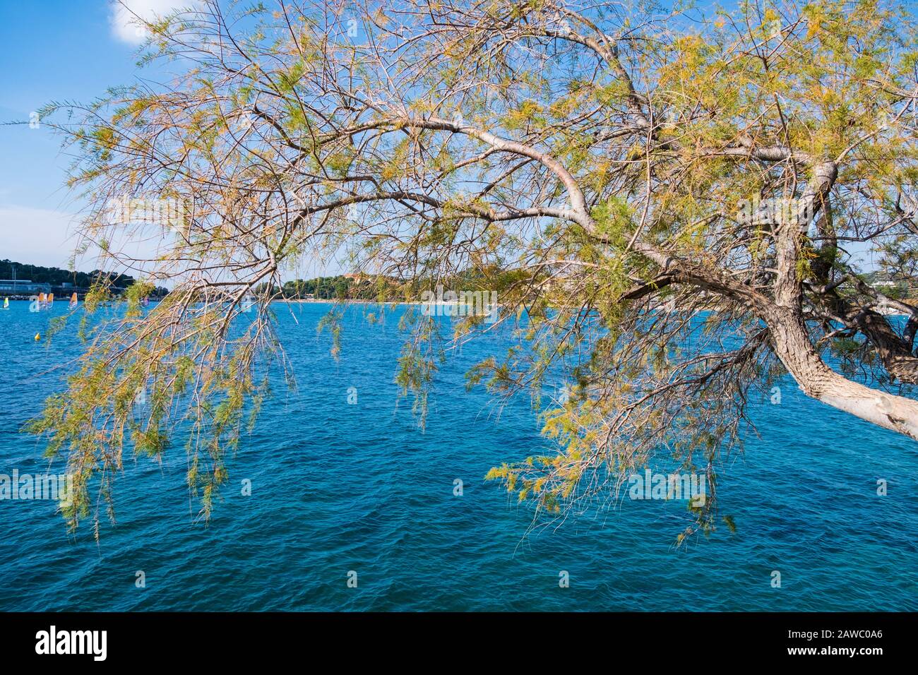 Tree branches set against the blue sea waters at Vouliagmeni beach in Athens, Greece Stock Photo