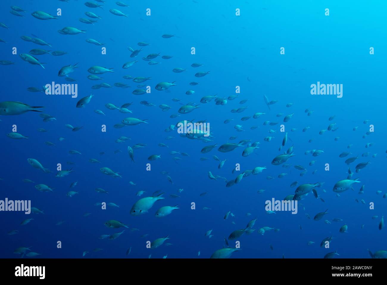 Underwater blue scene with fishes. Photo V.D. Stock Photo