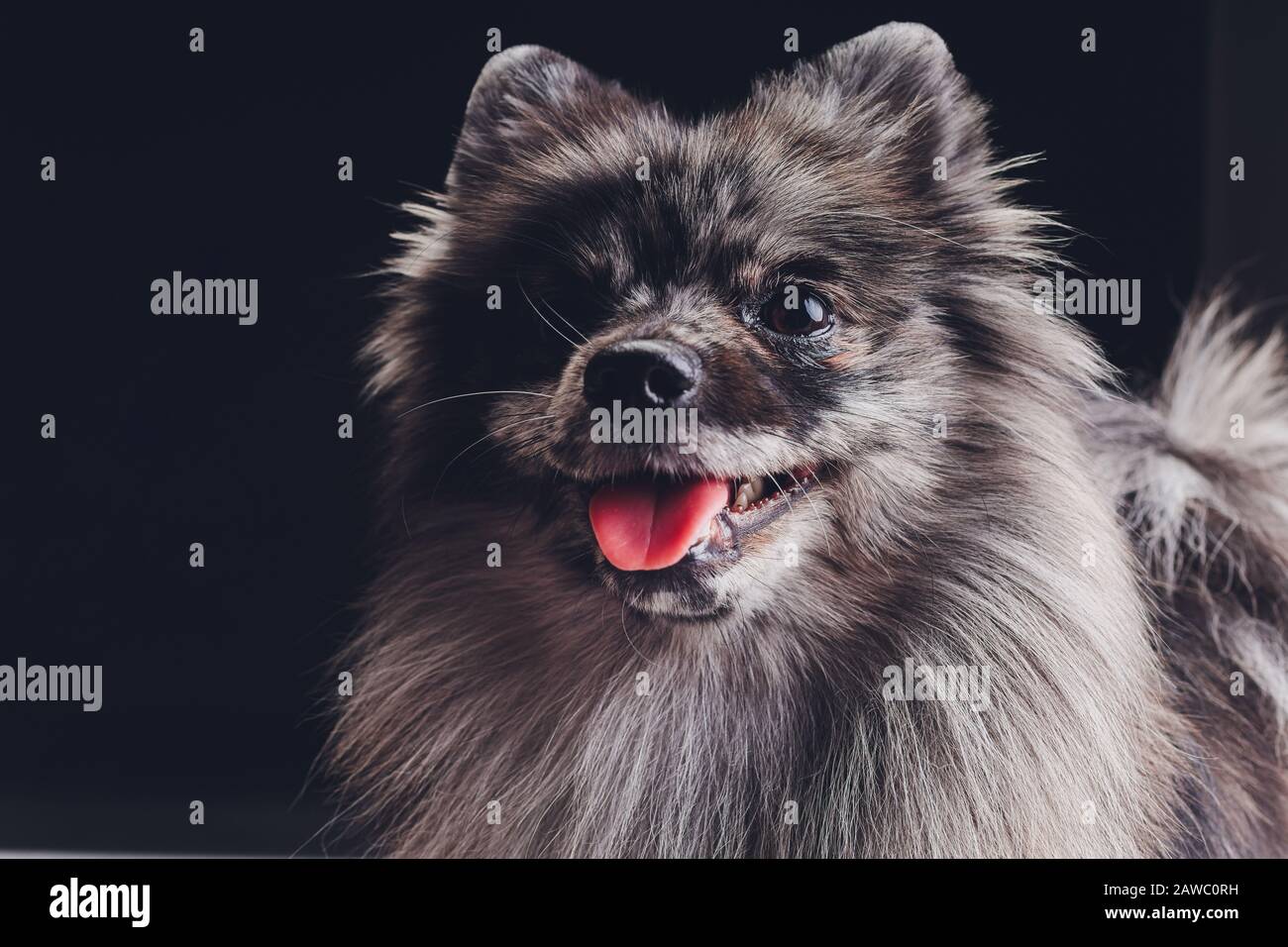 Studio Shot Of An Adorable Wolf Spitz Sitting On Black Background Stock Photo Alamy