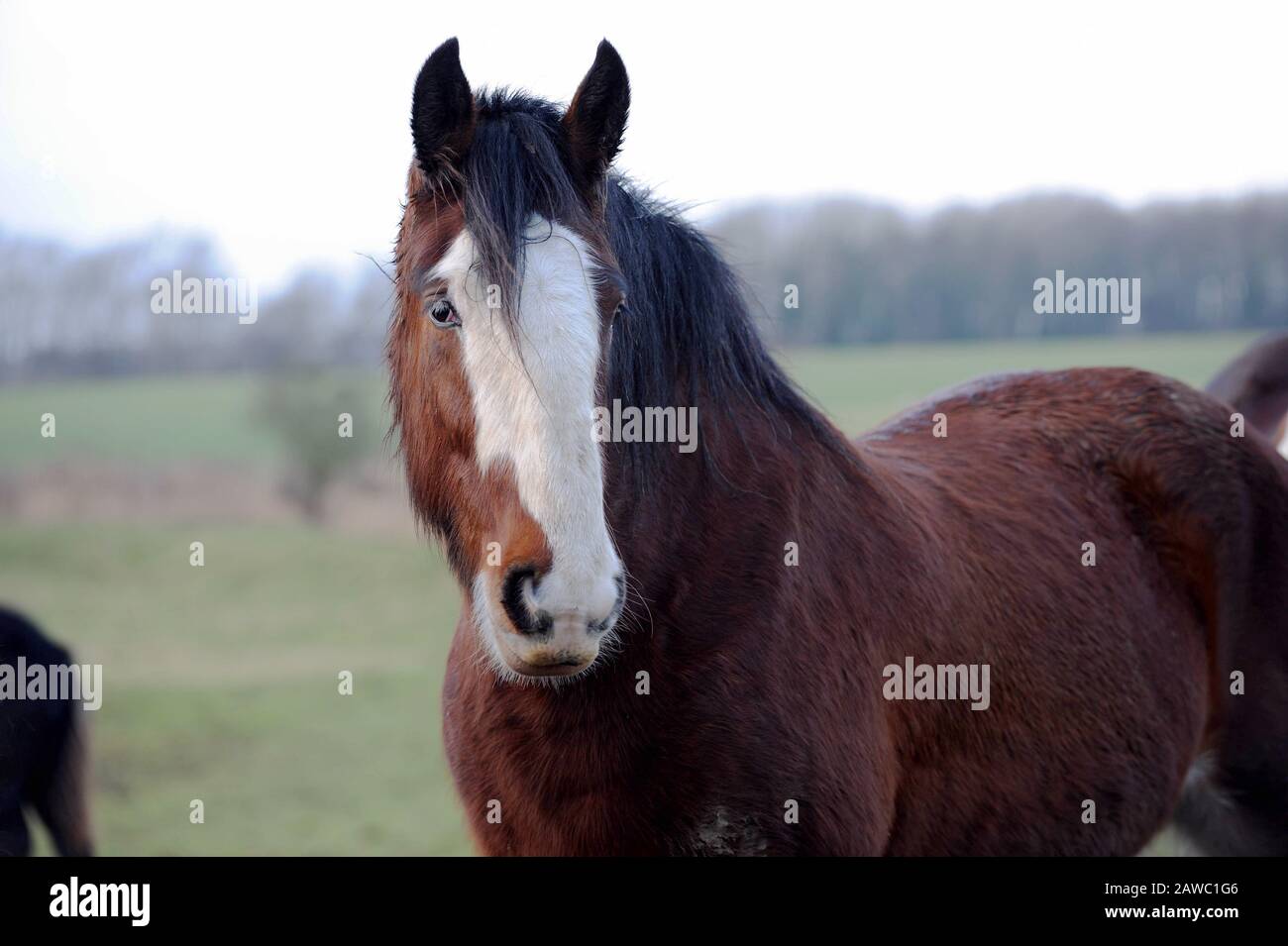 Shire Horse Sacrewell Country Farm, Lincolnshire Stock Photo Alamy