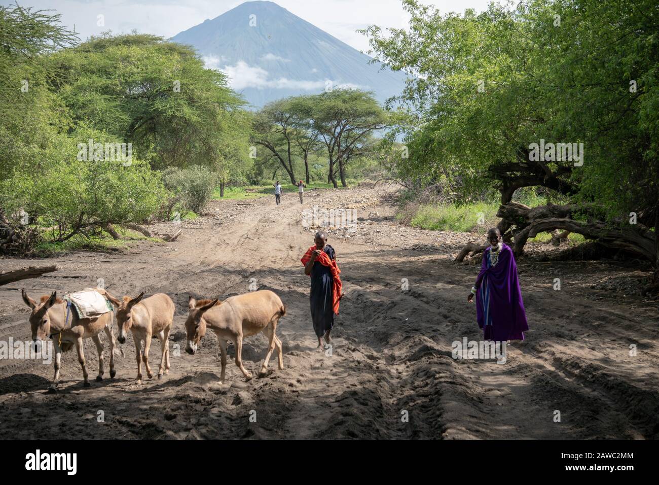 TANZANIA, NATRON LAKE - JANUARY 2020: Maasai shepherd people in traditional cloth walking near Lake Natron and Ol Doinyo Lengai volcano, Tanzania Stock Photo