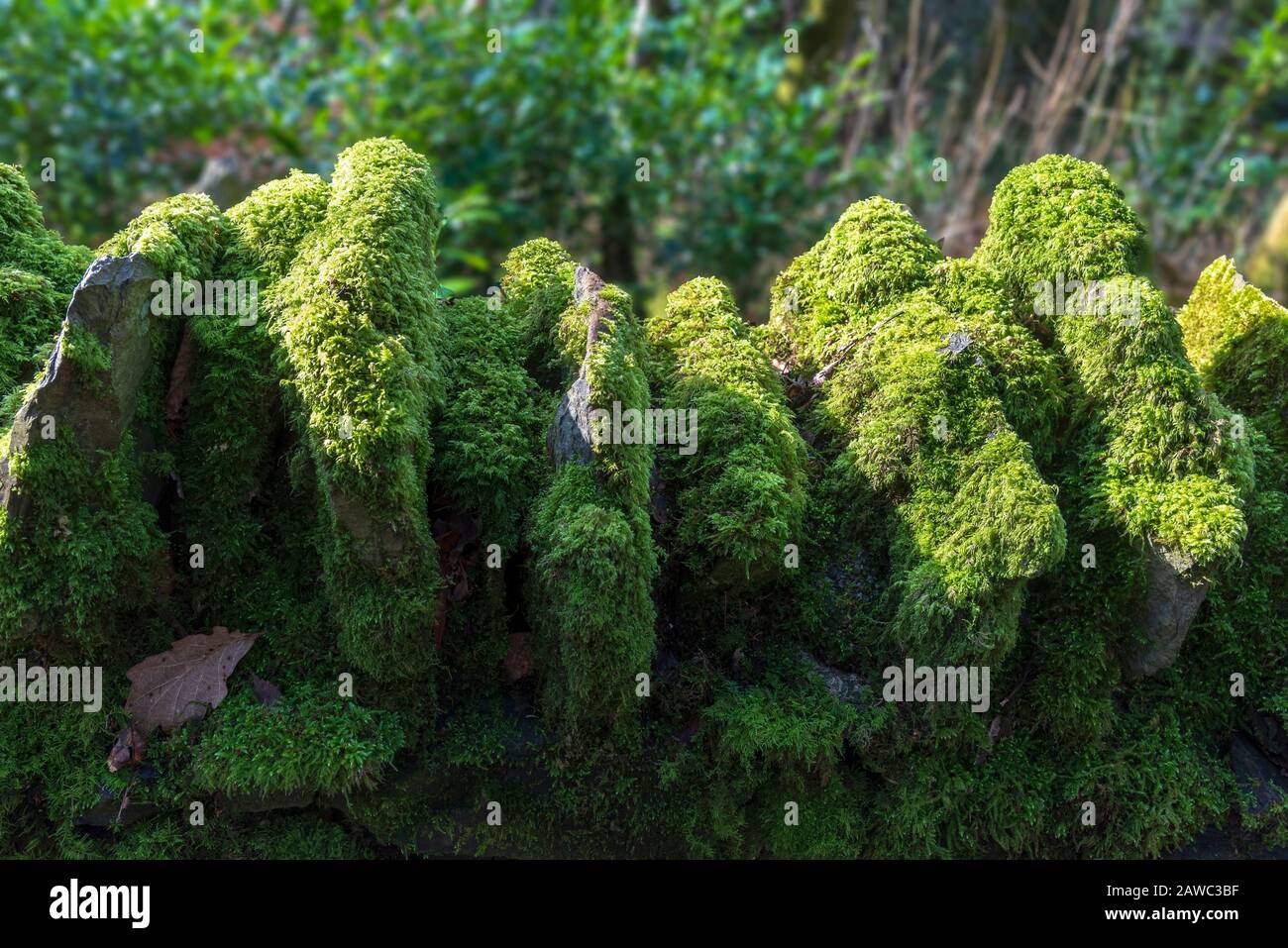 Green Moss covered drystone wall. Stock Photo