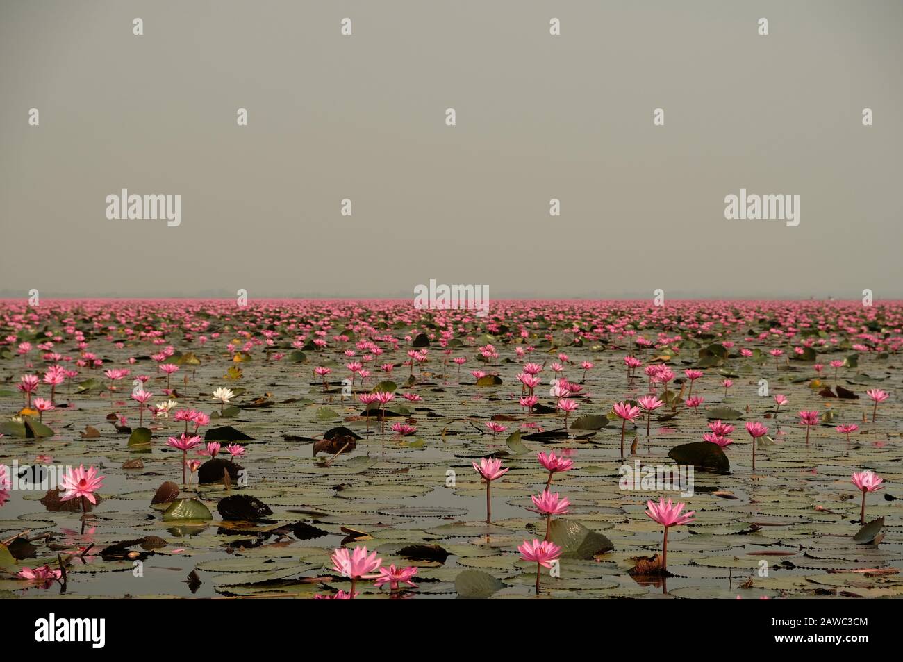 Udon Thani Isan Thailand - Red Lotus Lake Stock Photo
