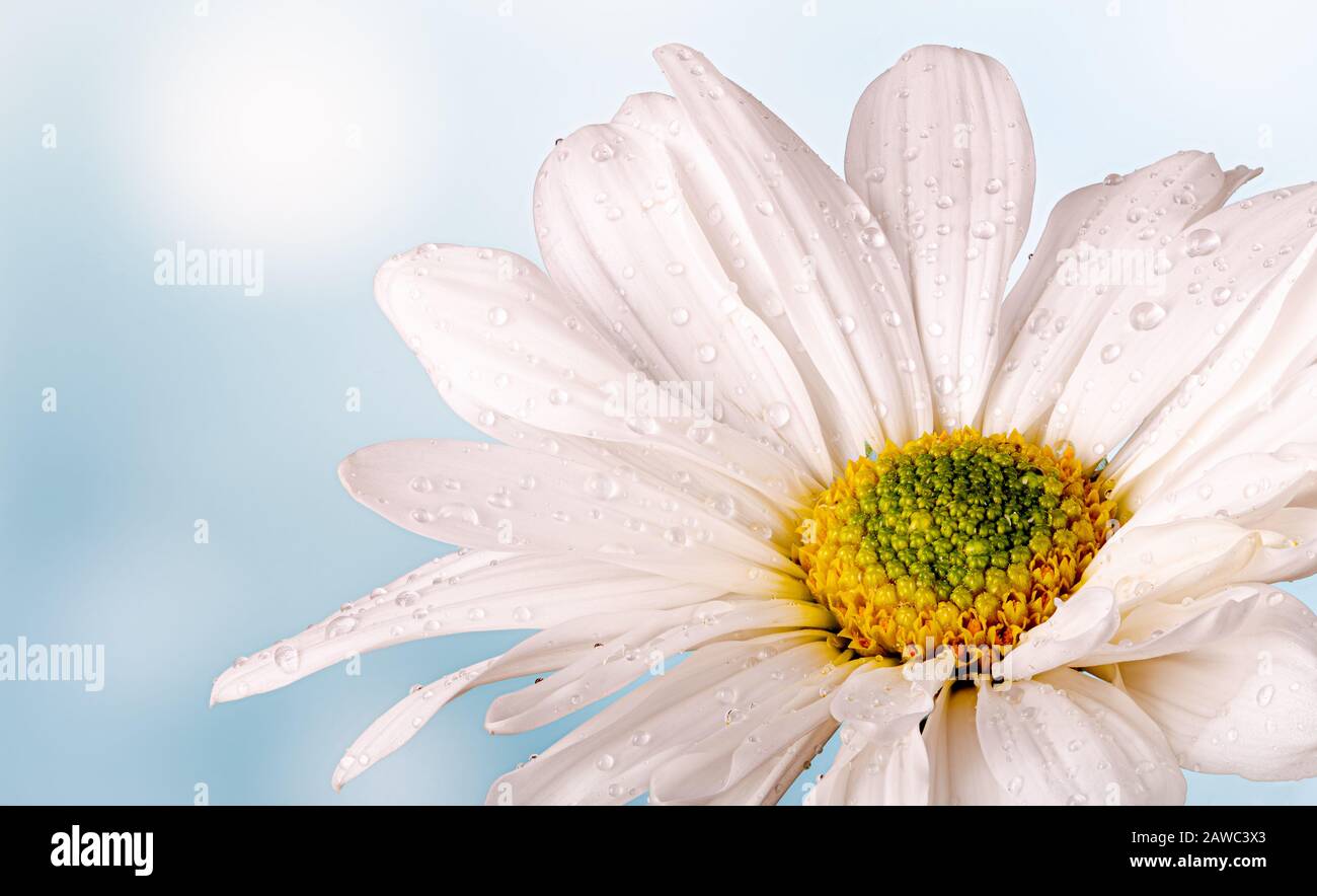 Closeup of a beautiful white daisy flower with water drops on a blue background Stock Photo