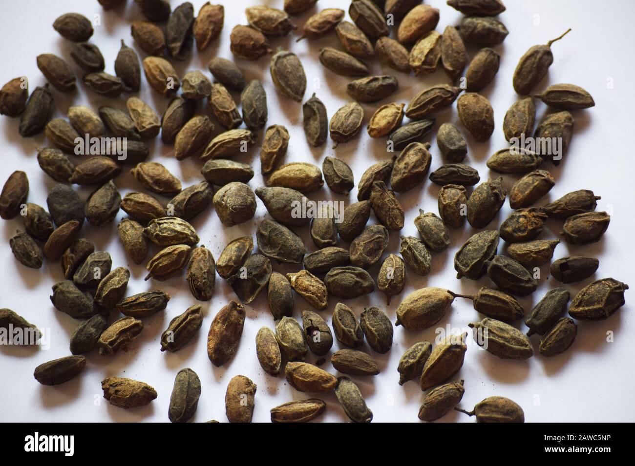 Dried Neem seeds also known as Azadirachta indica is dried herb used in Ayurveda for medicinal purpose.Grown in Indian subcontinent Asia Stock Photo