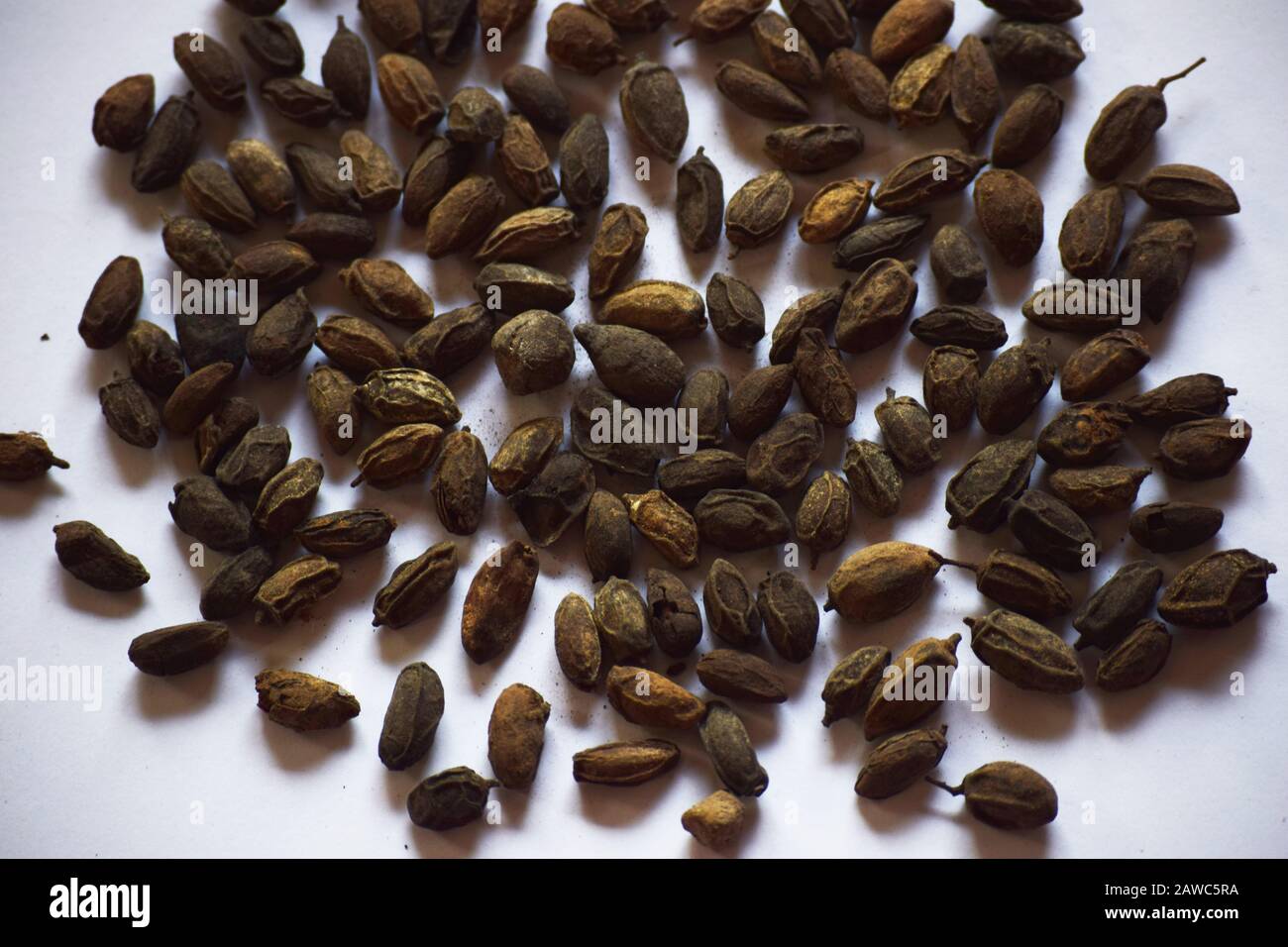Dried Neem seeds also known as Azadirachta indica is dried herb used in