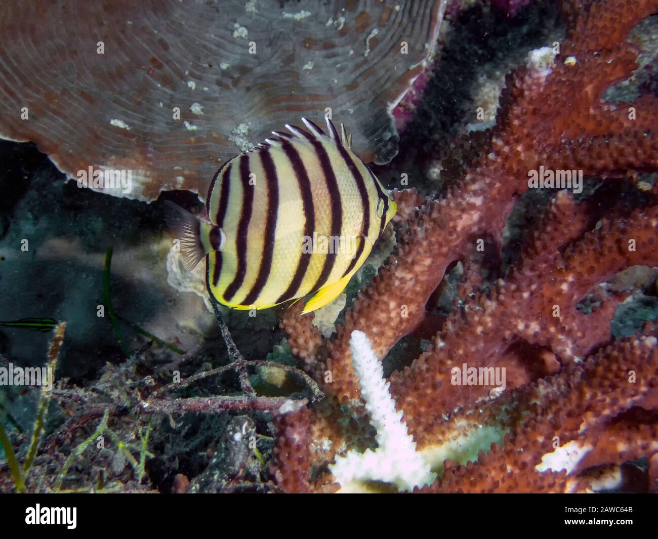 An Eight-banded Butterflyfish (Chaetodon octofasciatus) Stock Photo