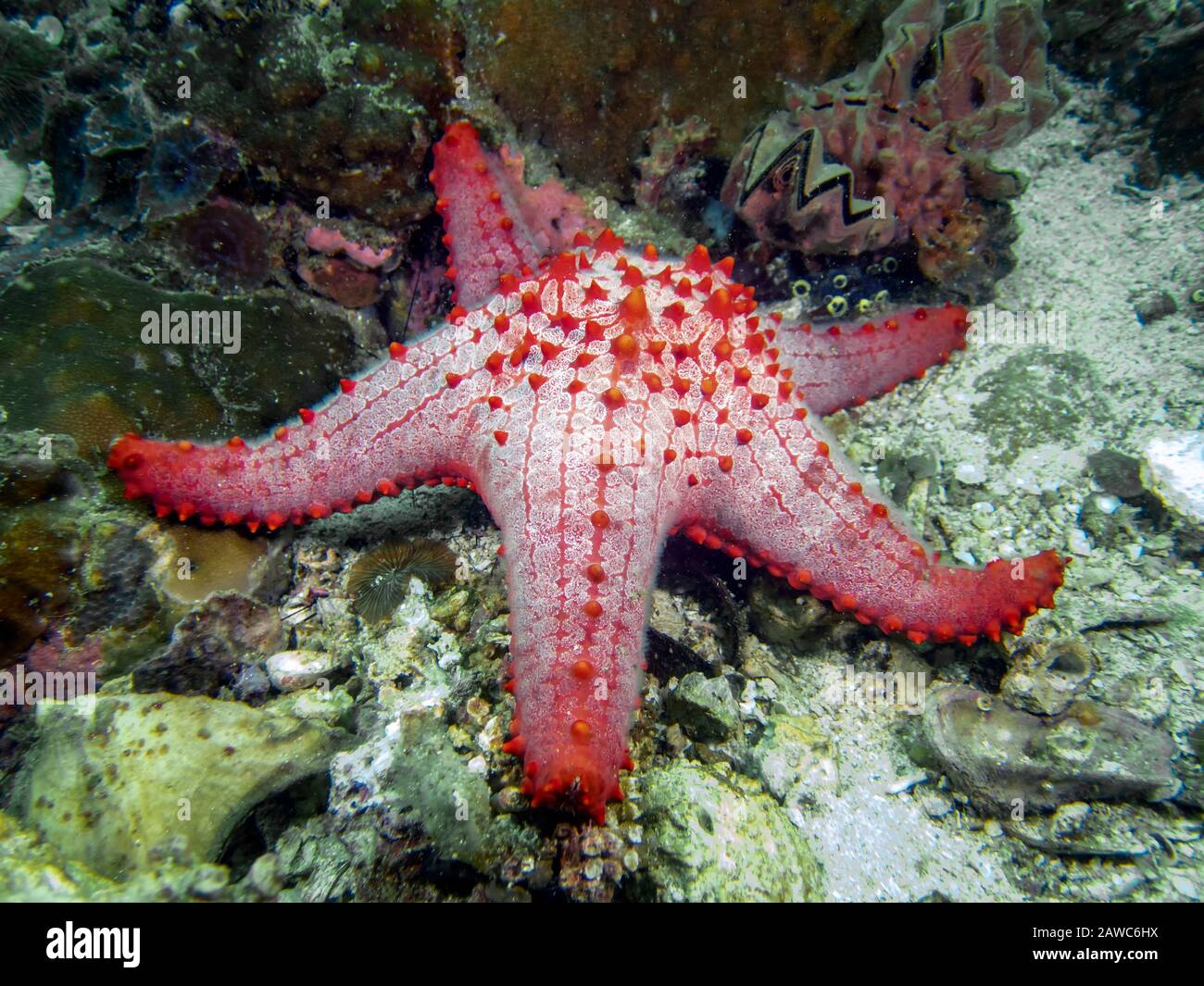 Honeycomb Cushion Star (Pentaceraster alveolatus) Stock Photo