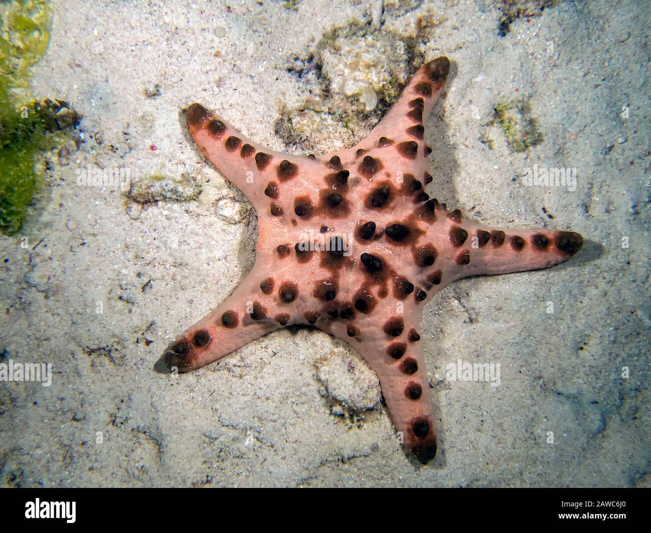 Horned Sea Star (Protoreaster nodosus) Stock Photo