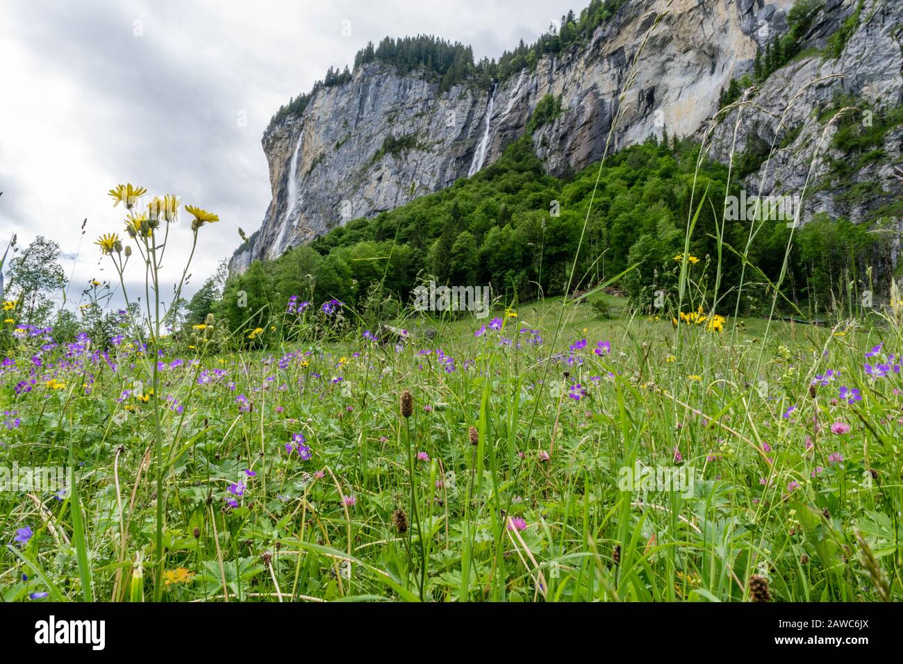 Flower valley in waterfalls valley, Switzerland Stock Photo