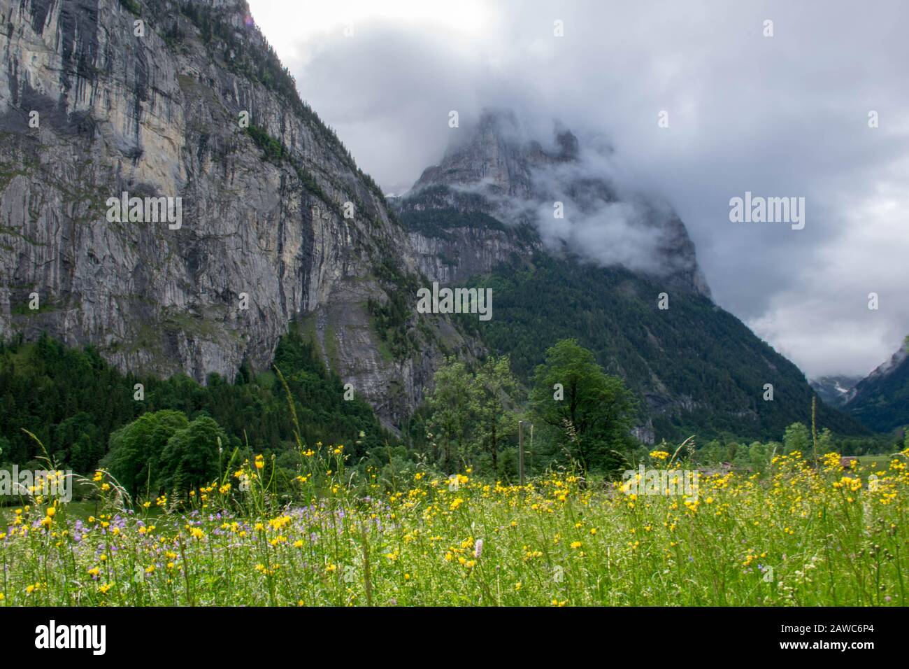 Flowerish meadow in cloudy mountains valley, Alps Switzerland Stock Photo
