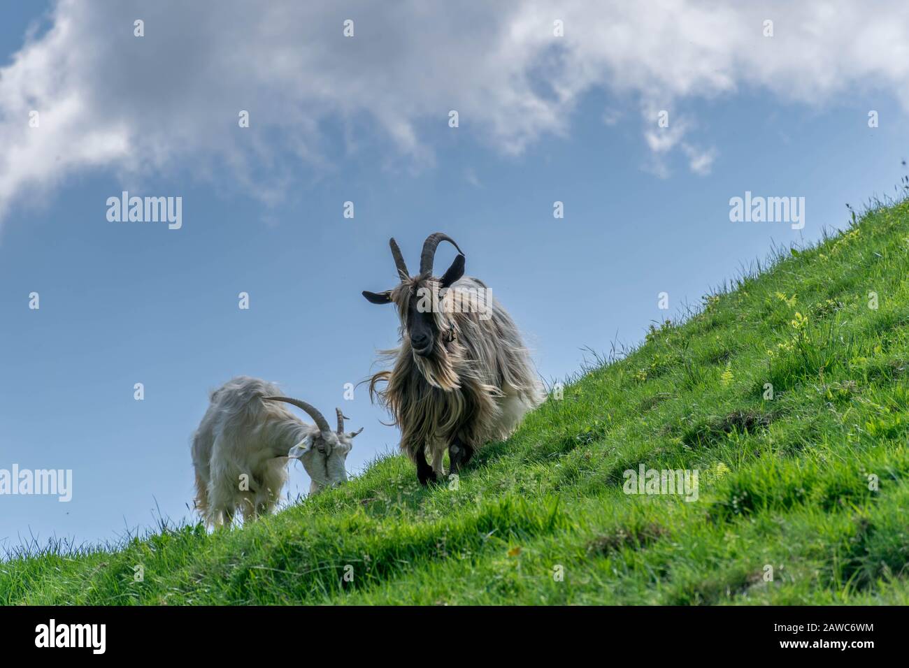 Low point of view on two goats on the hill Stock Photo