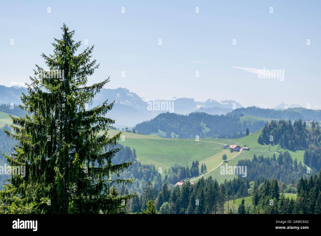Single tree with the Alps mountains on the background Stock Photo