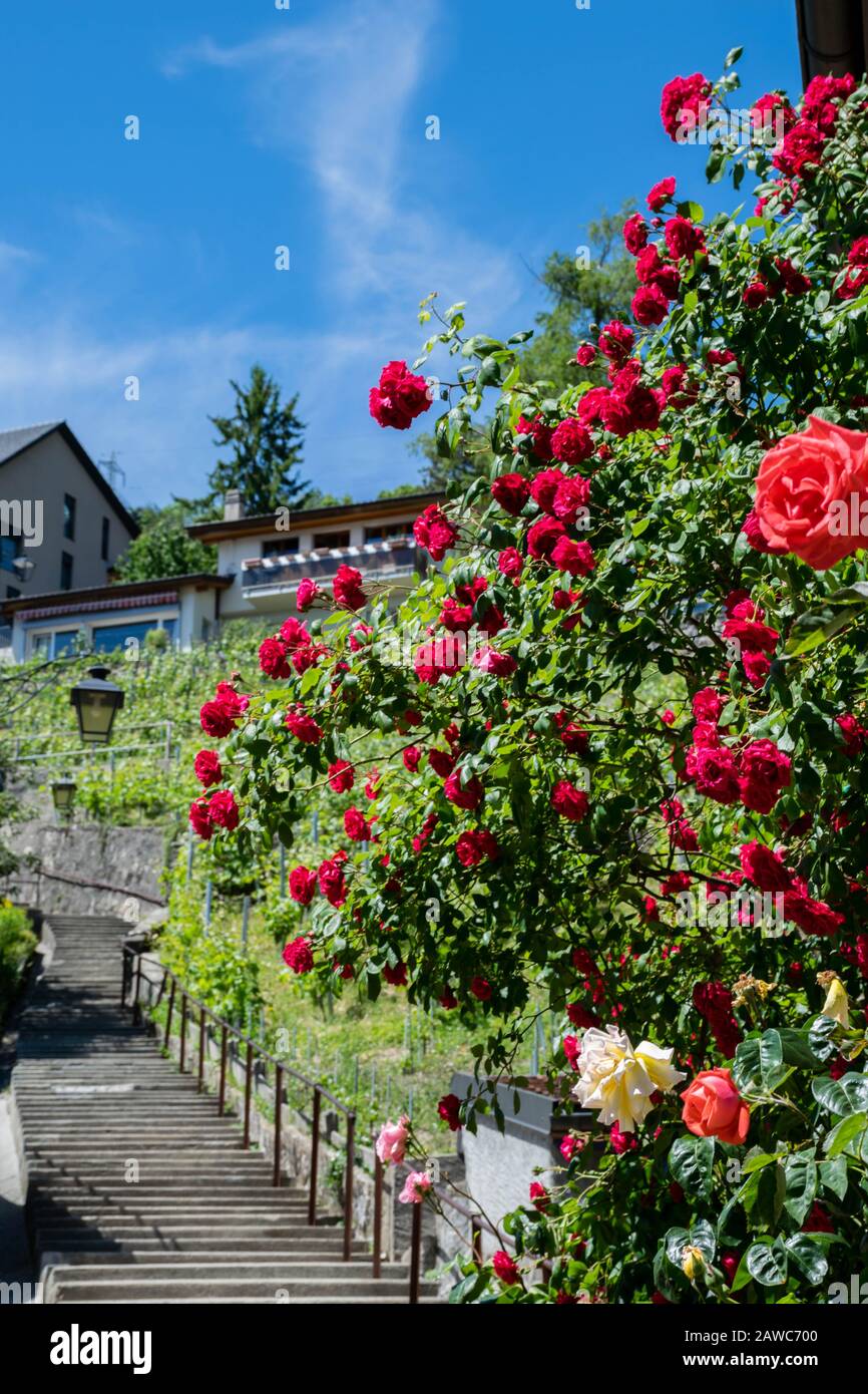 Big Rose Bush High Resolution Stock Photography and Images - Alamy