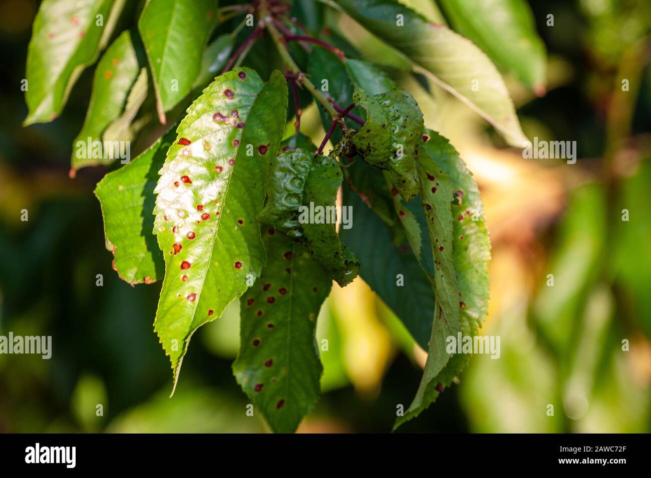 Close-up green leaf of sweet cherry with damage by ulcers of diseases and fungi of brown spotting of scab monniliosis. Gardening problems. Fungal and viral diseases of plants. Stock Photo