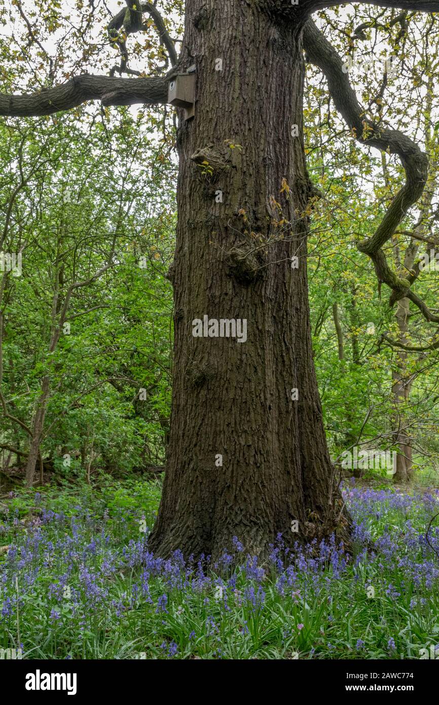 Single tree in the middle of Bluebell meadow in the forest Stock Photo