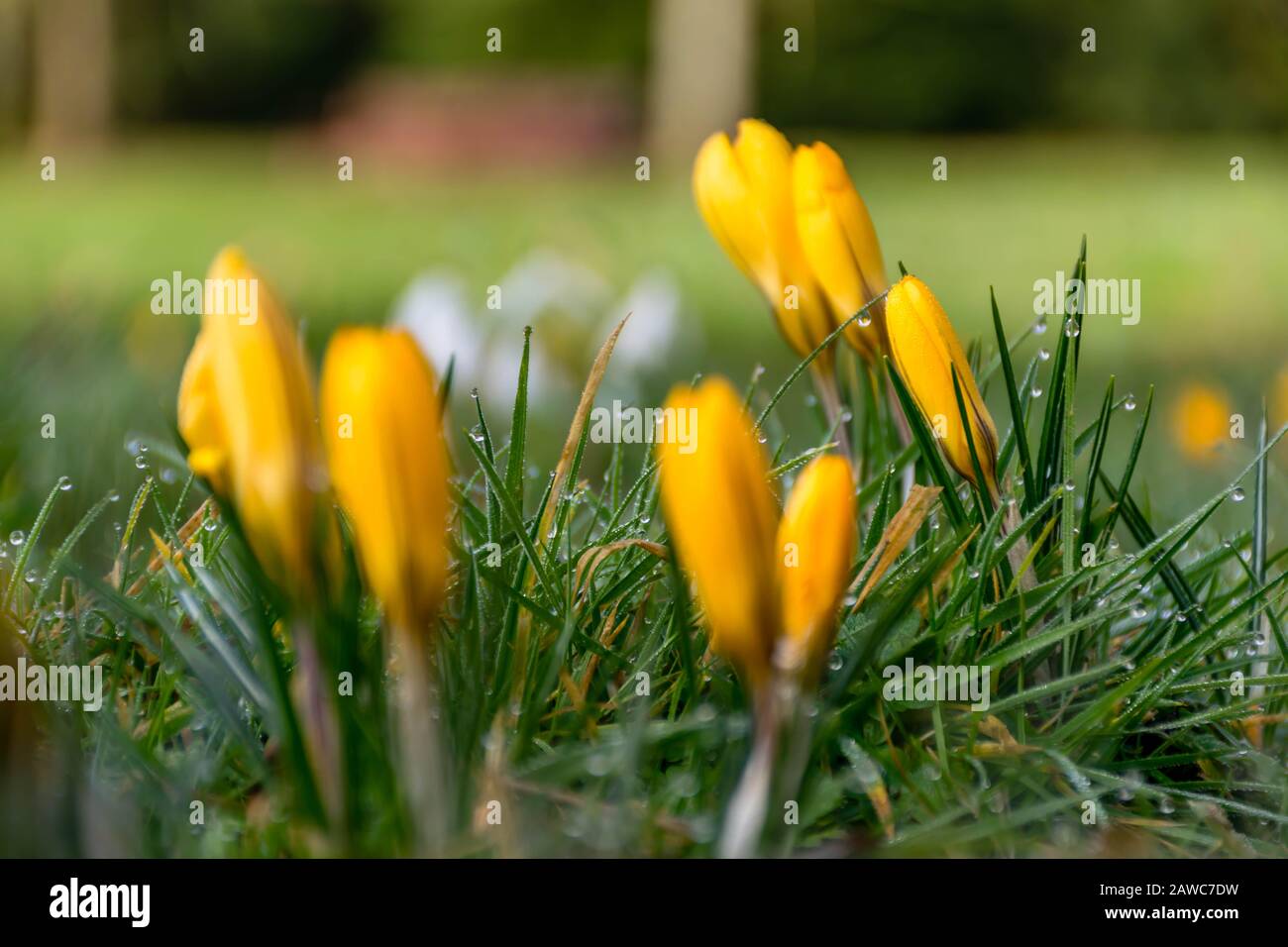 Yellow crocuses in focus and unfocused background Stock Photo