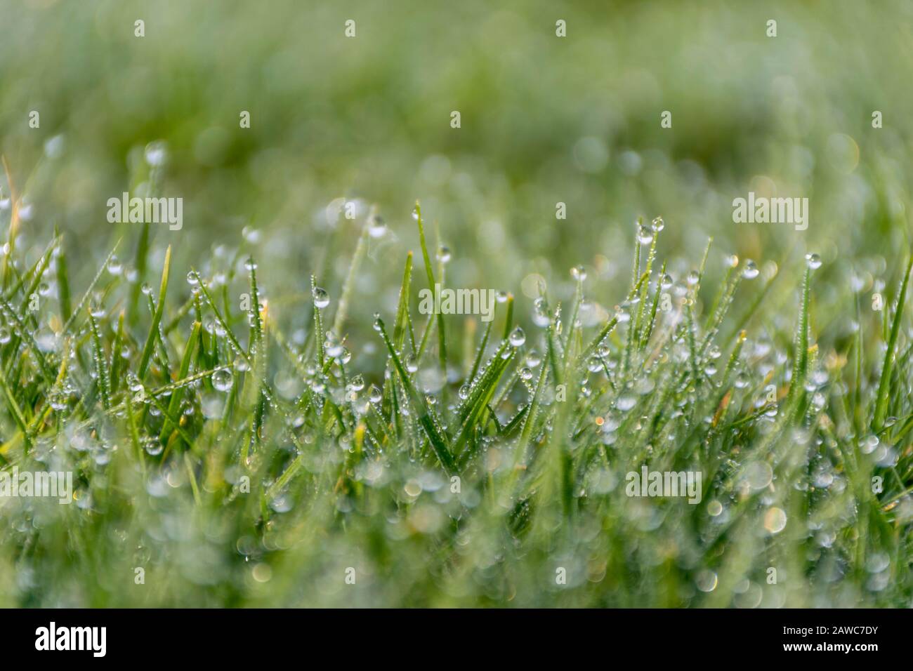 Spring green grass with raindrops Stock Photo
