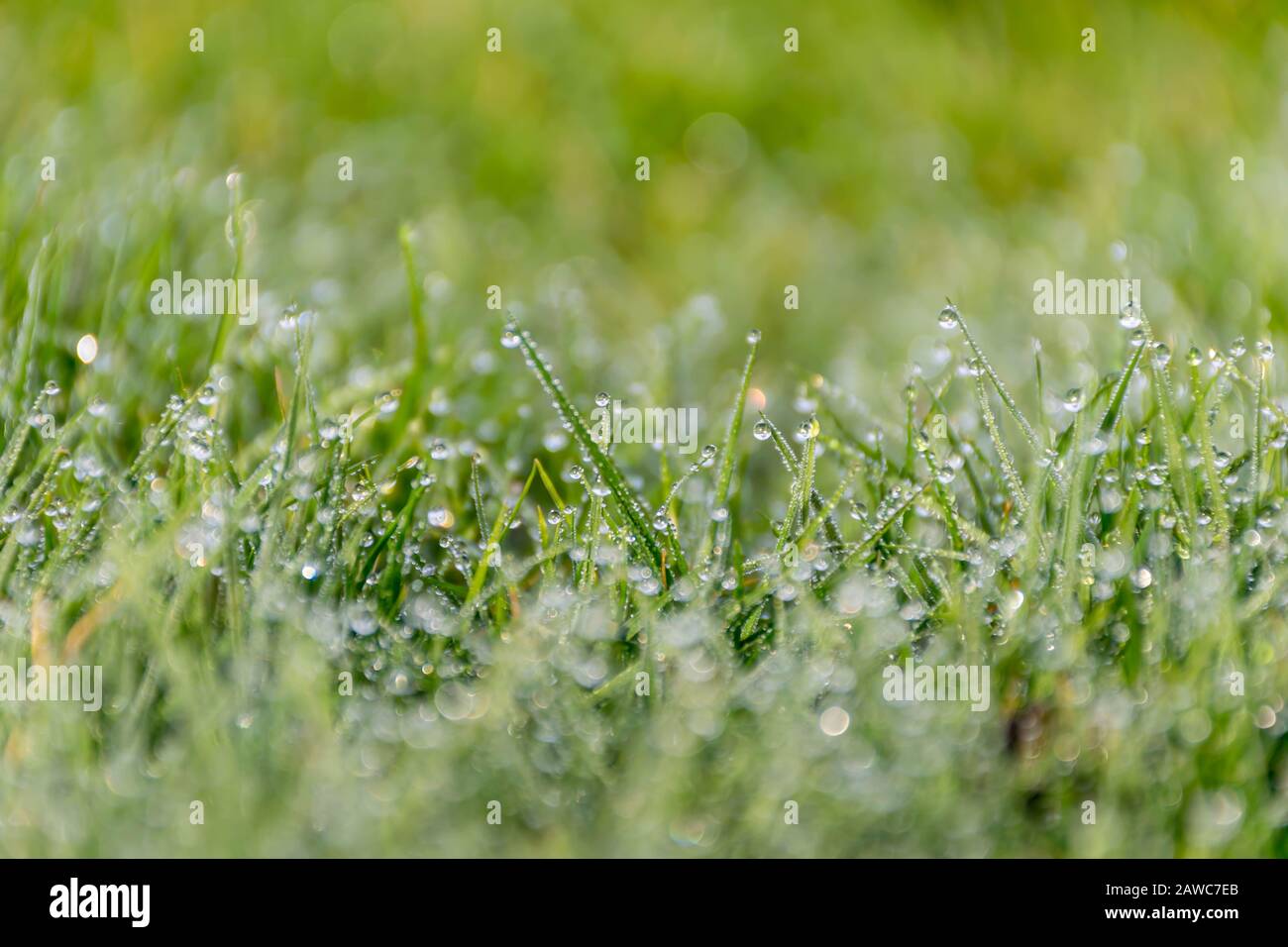 Spring green grass with raindrops Stock Photo