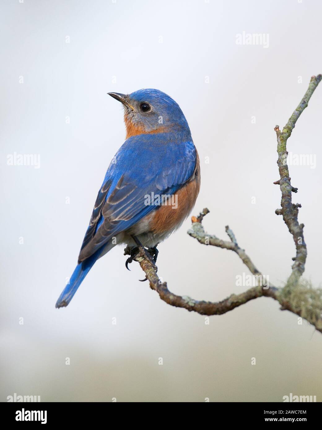 Eastern Bluebird Stock Photo