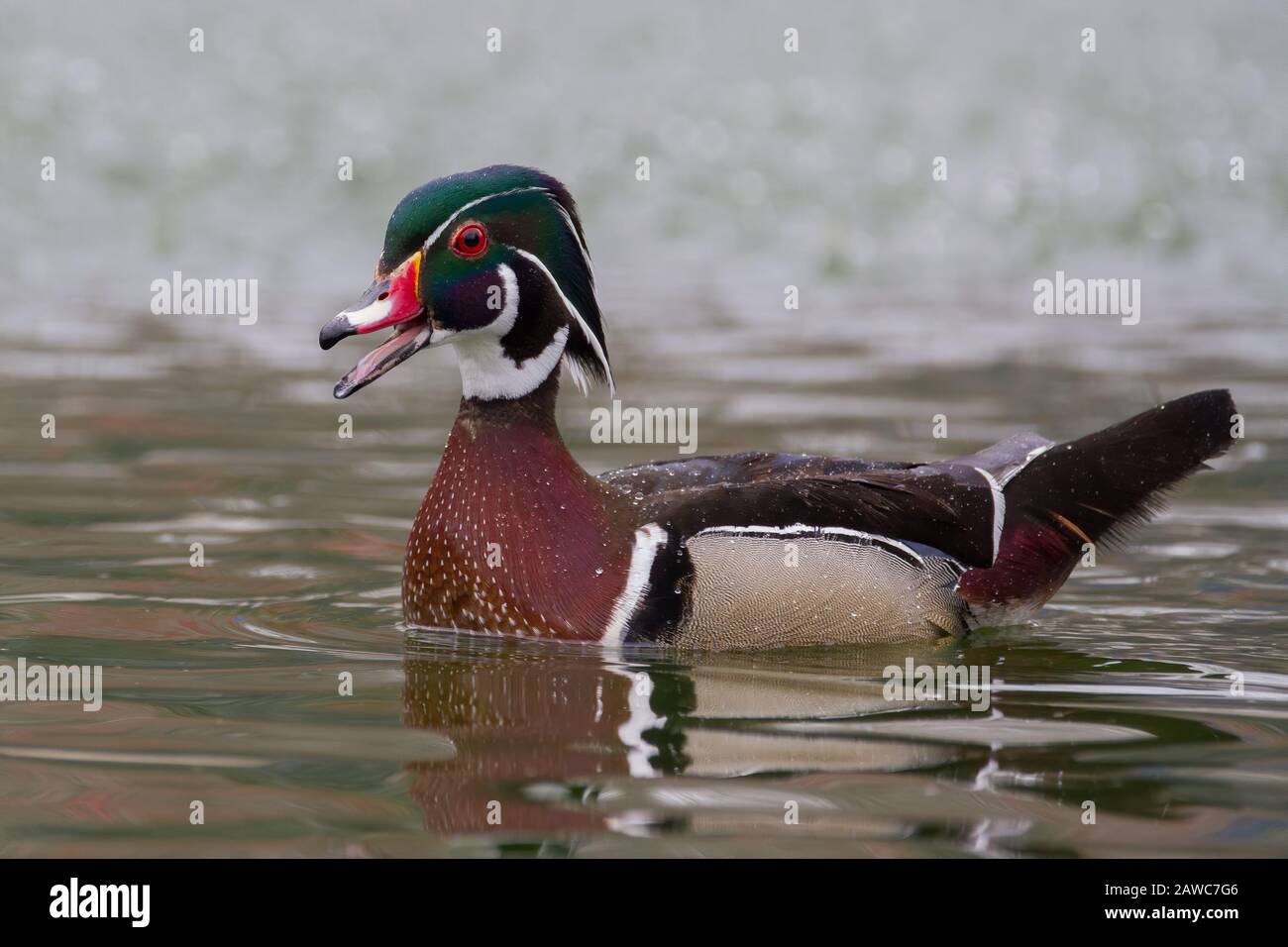 A quacking wood duck Stock Photo